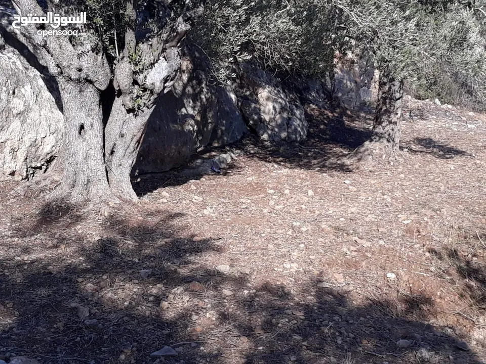 ارض للبيع تحت جسر اسكاكا حوض السهل
