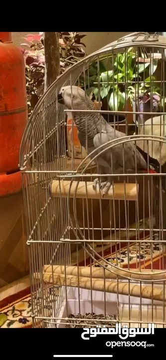 ببغاء كاسكو للبيع بسعر مغري جداً عمرو سنه و شهر و متكلم جدا صلاة النبي و أليف