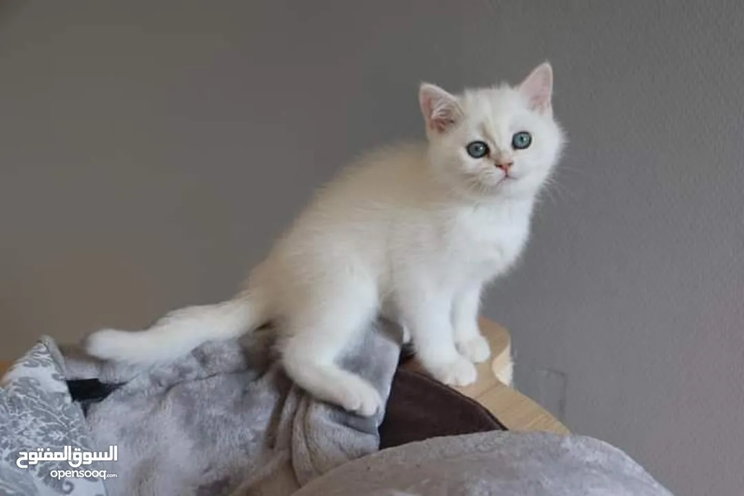 lovely adorable kittens Available