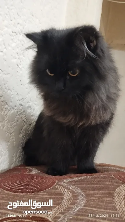 persian cat