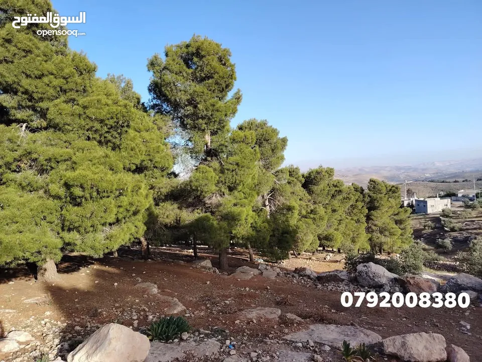 فرصه للشراء ارض مشجره جاهزه داخل التنظيم ومخدومه شارع معبد خدمات كامله ومطله