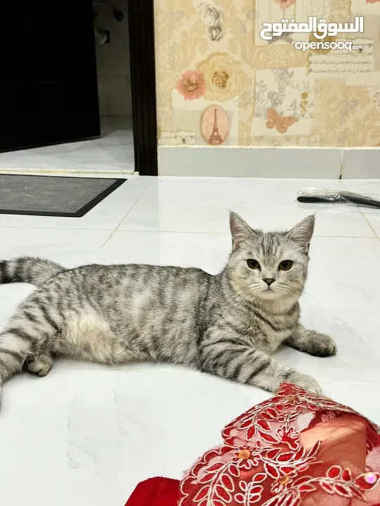 Cute tabby Scottish Shorthair cat kitten