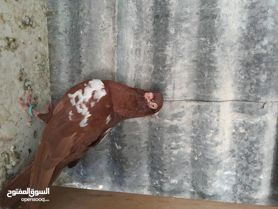 متاح  جواز  حمام الماني  كلو شغال جوز بلوني احمر تحته بيض وطيره مزهوراي حمره مع فرخها  وطيره مسوداي