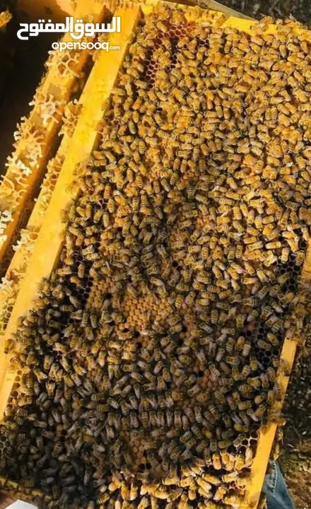 ملكات نحل عذاره حجم سوبر جامبو  متوفر ايطالي وبكفاست  و كرنيولي   سلاله محسنه تتأقلم مع الضروف الجوي