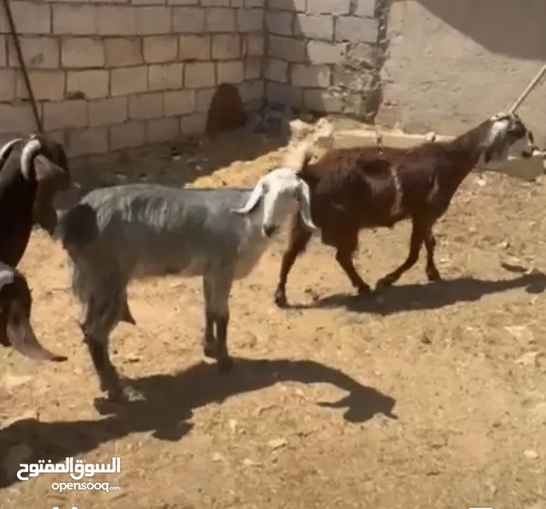 صلي على النبي  ماشاء الله شغل حليب  4 معزا 3 ثنايا 1رباعيه السعر 600