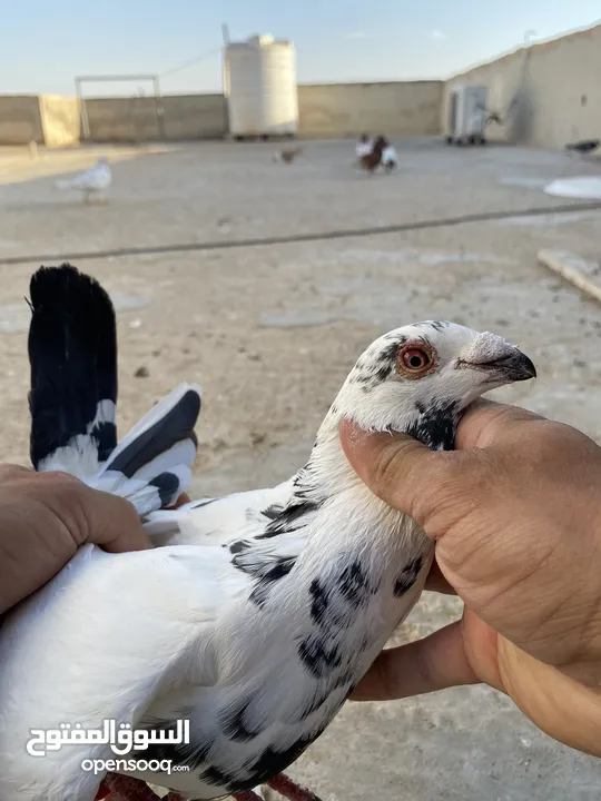 كوم حمام للبيع