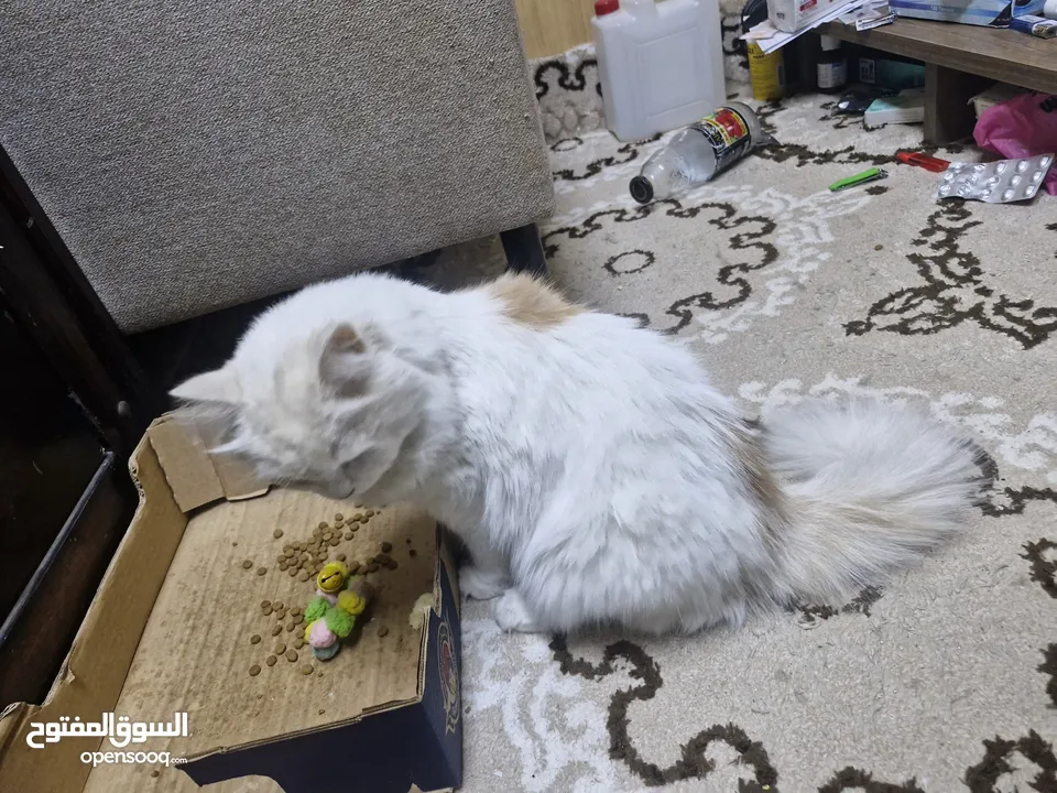 قط شيرازي سلفر للبيع