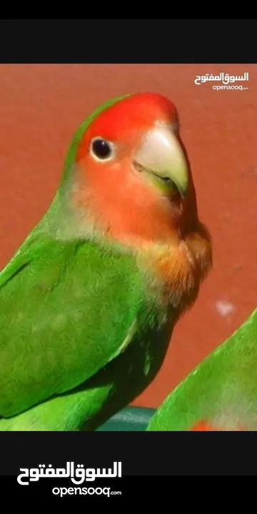طيور روز الوان جميلة جدا