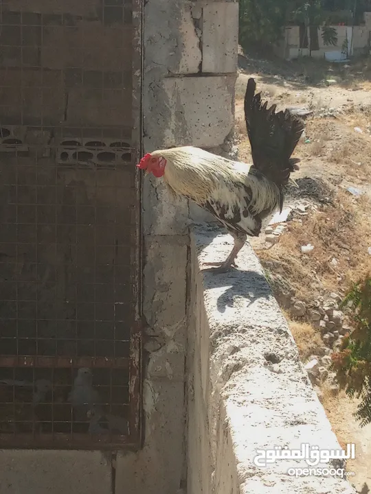 ديك ودجاجه للبيع الشراء يرن