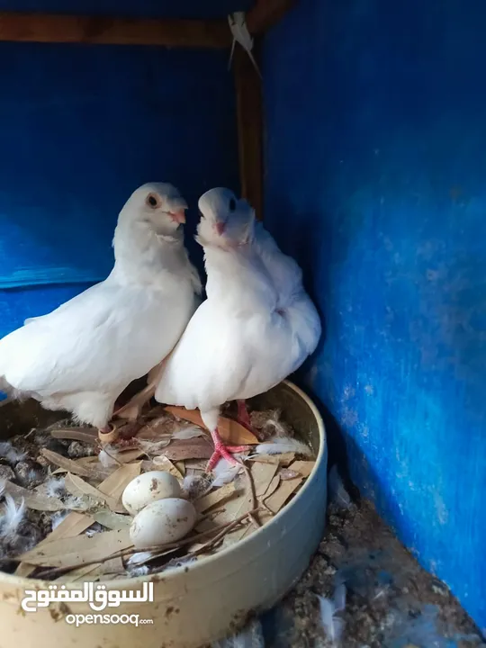 جواز للبيع