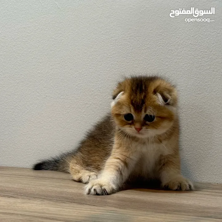 كتنز سكوتش فولد - Kittens Scottish Fold