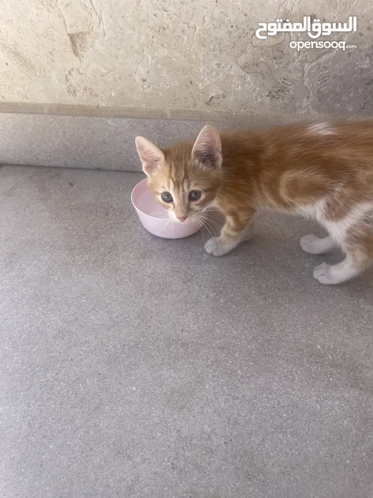 Kittens need home mom ran over by car -