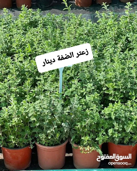 متوفر جميع انواع الاشجار المثمرة والزينة والورود وخدمة الزراع وتنسيق الحدائق وجميع انواع القواير