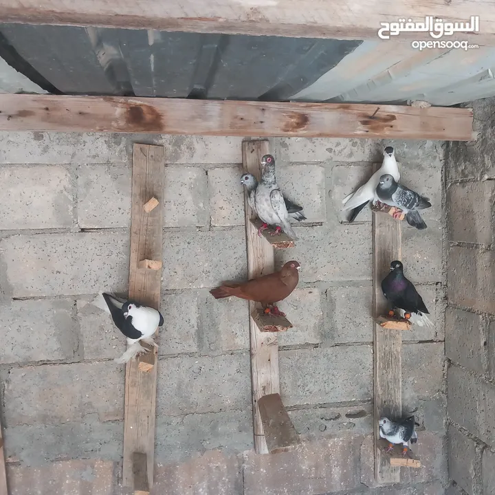 حمام البيع