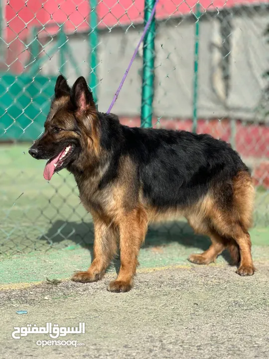 German shepherd