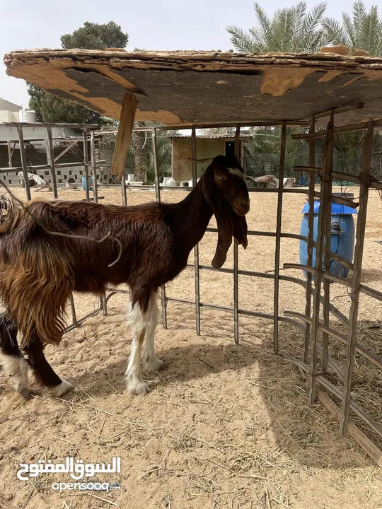 ماعز عربي جنس قبرصي الله يبارك معيز حليبً ودلال ترياء