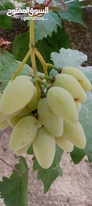 عنب للورق و الثمر تقليم