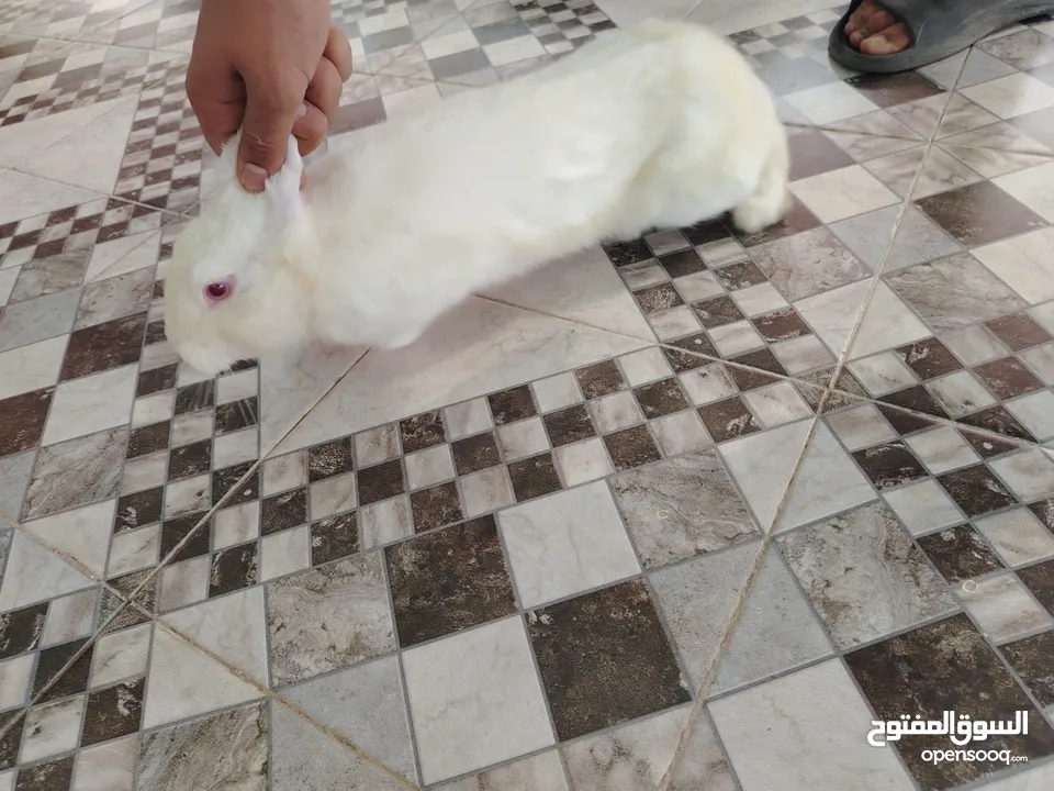 أرانب ذكور للبيع