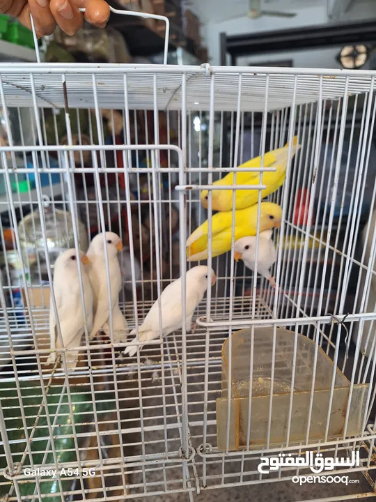 BIRDS FOR SALE