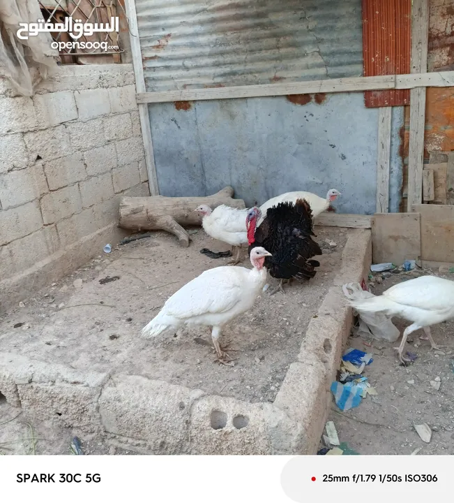 حبش العدد اربع حبشات لون ابيض وديك حبش اسود كلو شغال