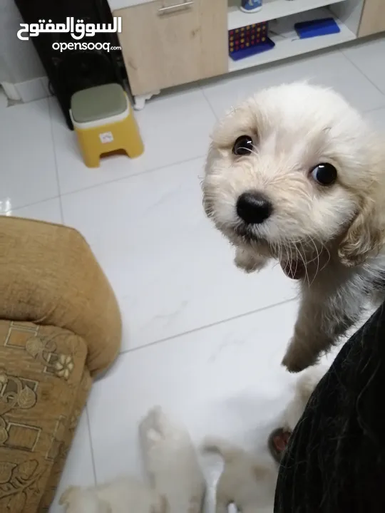 انثى فرنش تيرير عمر شهرين   puppy 2-months female - French Terrier