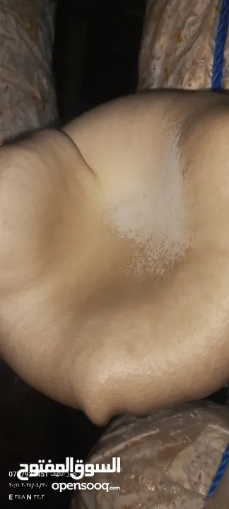 فطر محاري بلدي