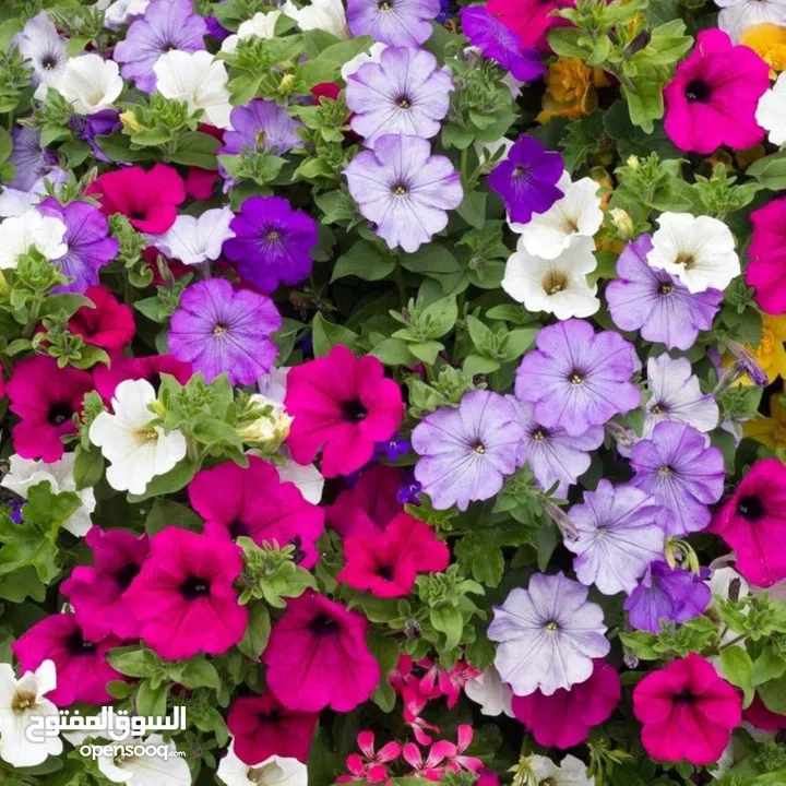 شقة سكنية للعائلات او لطالبات الجامعات فقط