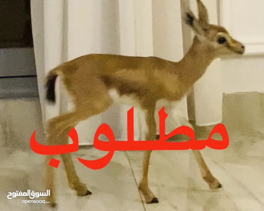 مطلوب انثى الريم العربي صغيرة