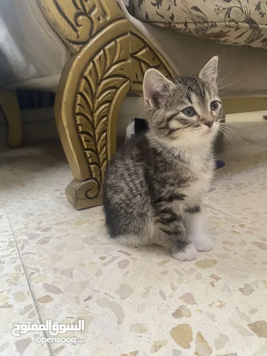 قطط للتبني كيتن
