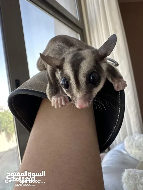 Sugar glider for sale