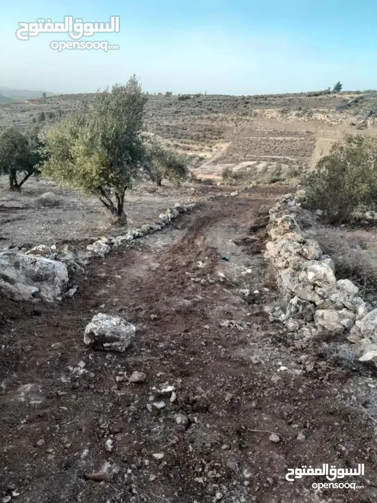 ارض زيتون للبيع في خلة ابو سليمان