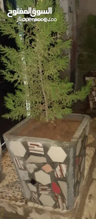 احواض زريعه اسمنتيه قابله للبدل على طيور