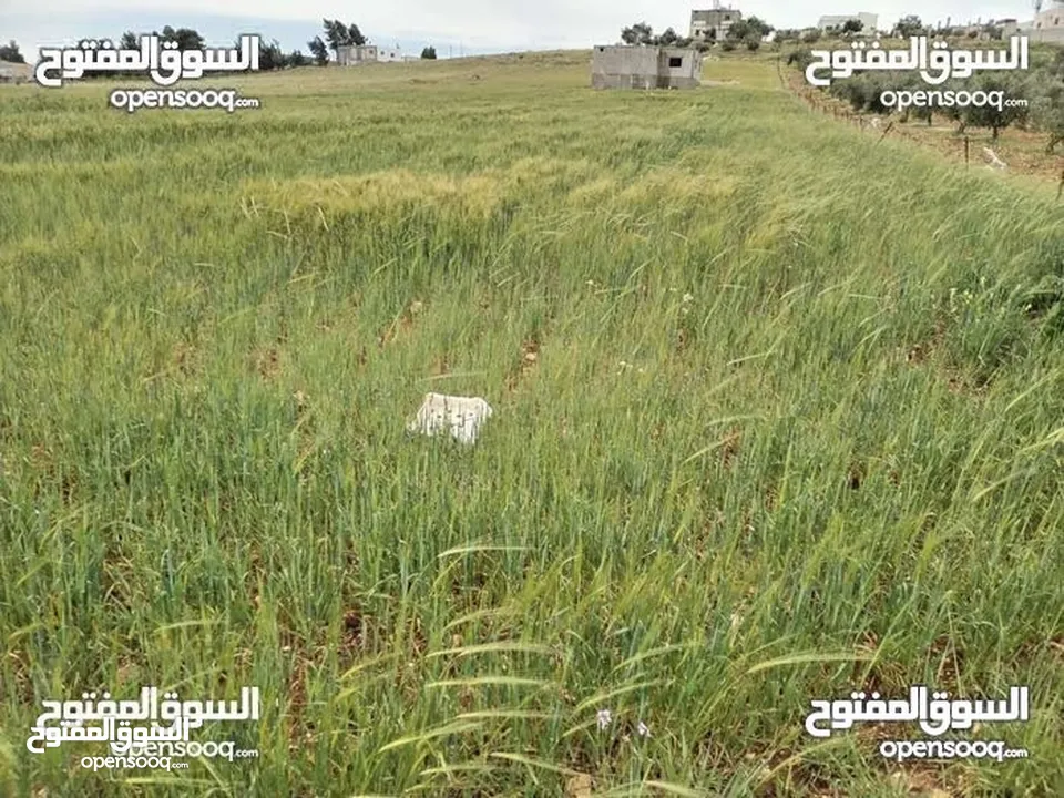 3500 م للبيع  واصل جميع الخدمات ارض مستويه مثل الكف وتربه حمراء