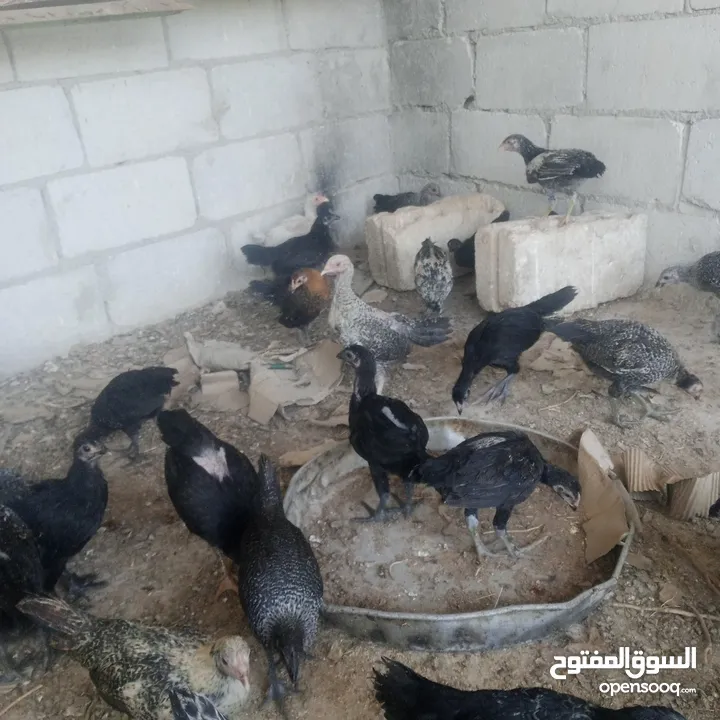 بسم الله فرخات نخب اول