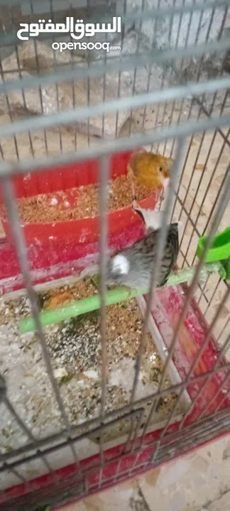 جوز شغلات بصلاة على النبي فحل سكني أبو فراخ وطيره نحاسي مقنبره
