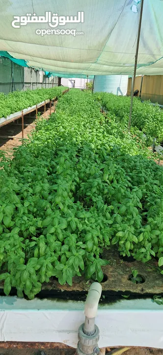 hydroponic system