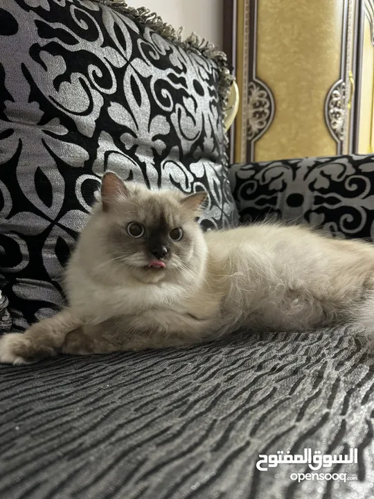 Female and male cats for sale