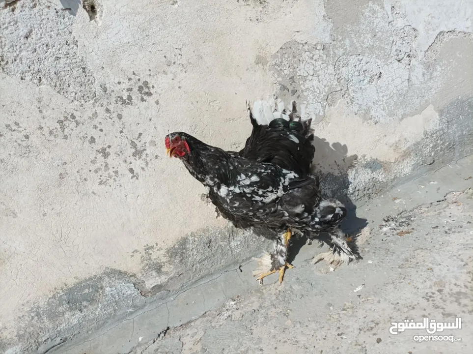 جاج براهما