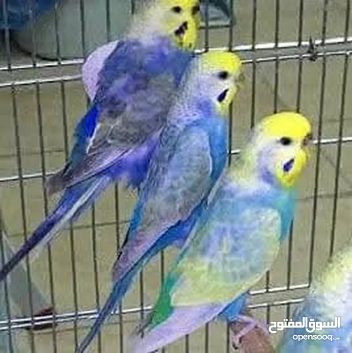 جواز رينبو ومخاليف رينبو اربد صما كل اشي اله سعره