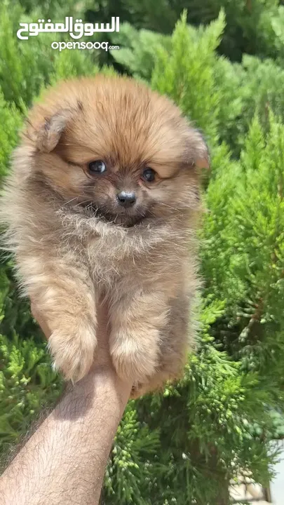 بومارينيان تيكب أصغر حجم مستوى عالي جدا pomeranian t_cup