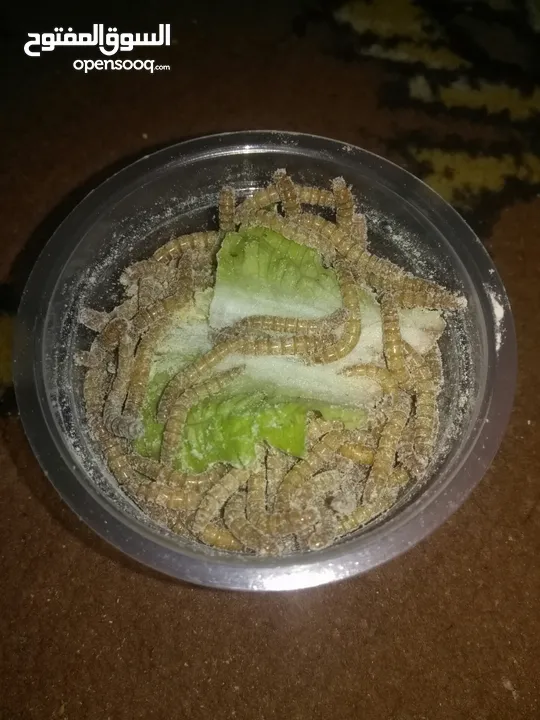 ميل وورم ( دود قبابي) mealworm