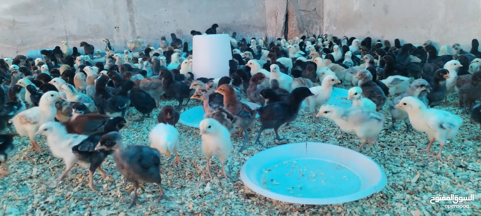 موجود صيصان بلدي بكميات