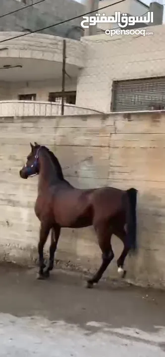 خيل عربي آصيل