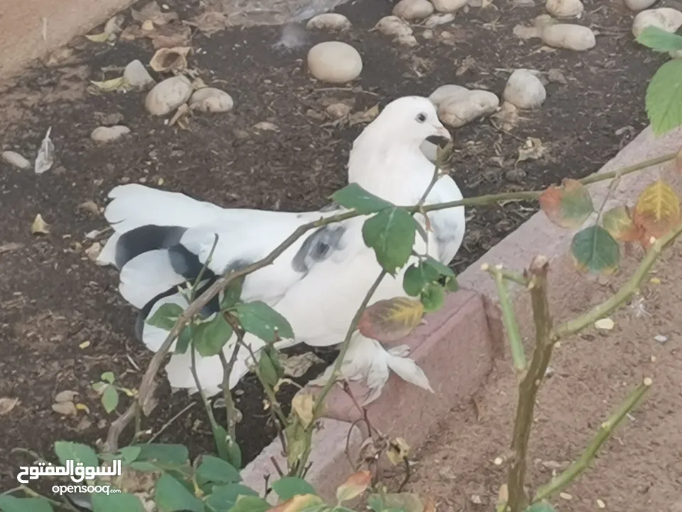 Beautiful multicolour pigeons