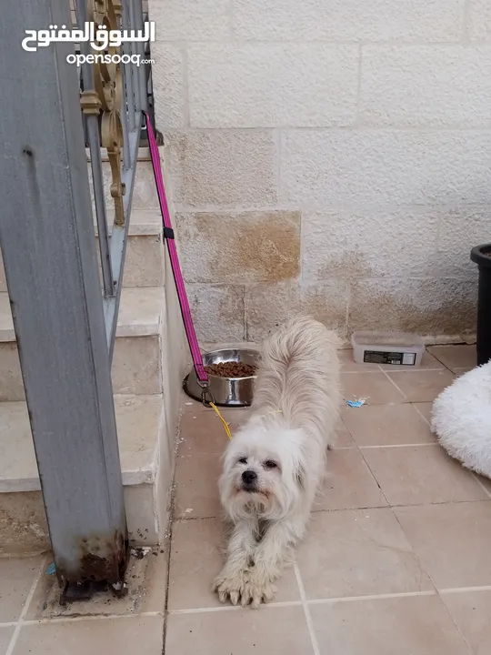 كلب انثى فرنش تيرير French Terrier مع جميع المطاعيم والاغراض