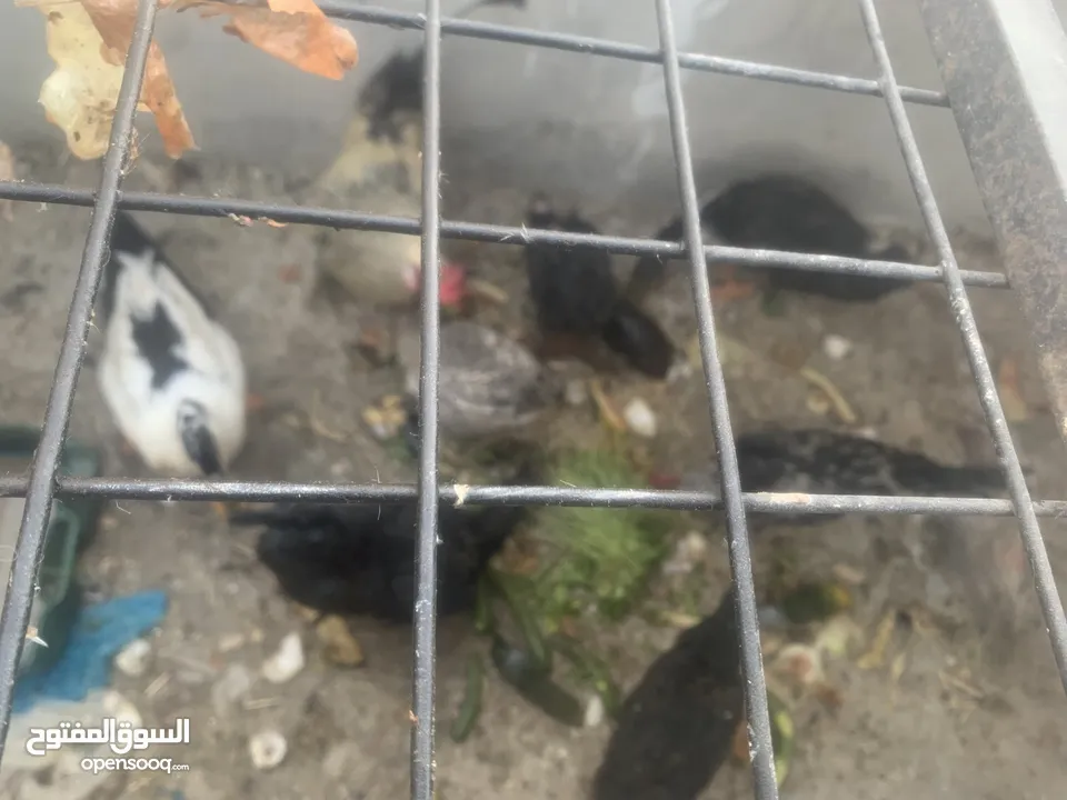 كوم دجاج وبط للبيع بسعر مغري