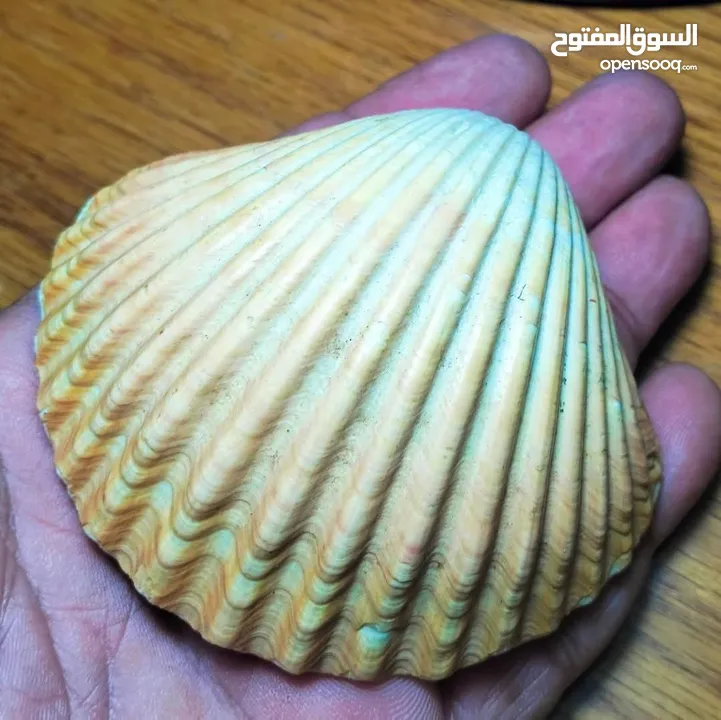 قطع فاخره شروه بسعر مغري