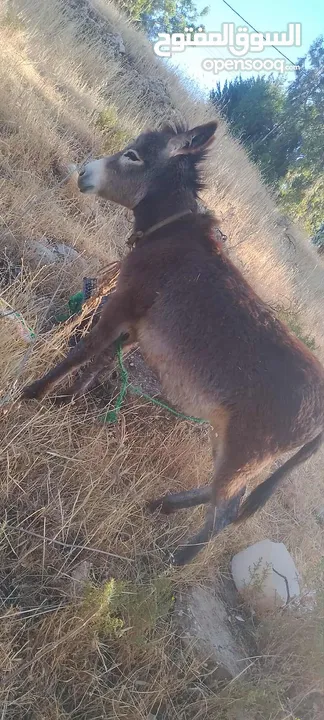 كره للبيع في إربد صمد