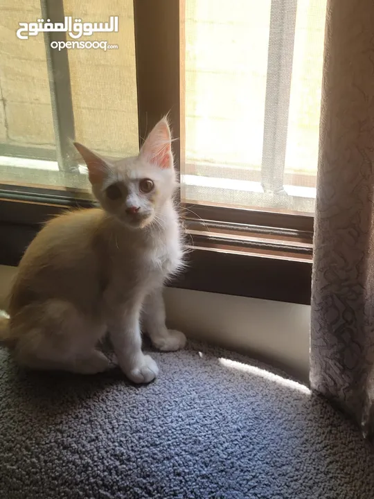 تبني مستعجل قط ذكر عمره 4 شهور Urgent adoption a 4-month-old male cat.
