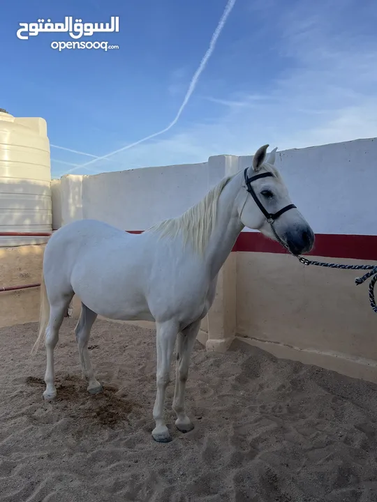 Arabian Horse Mare Female white 5 years old pregnant